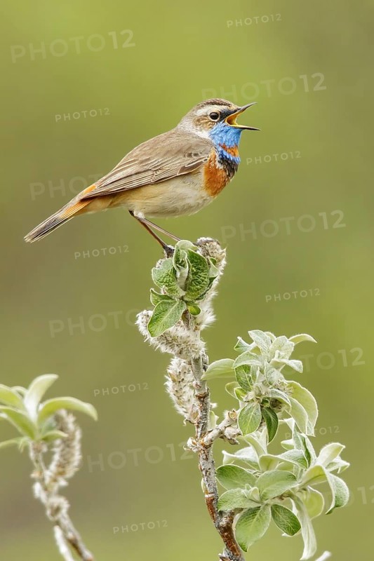 Bluethroat (Luscinia svecica) perched on a branch in Nome, Alaska