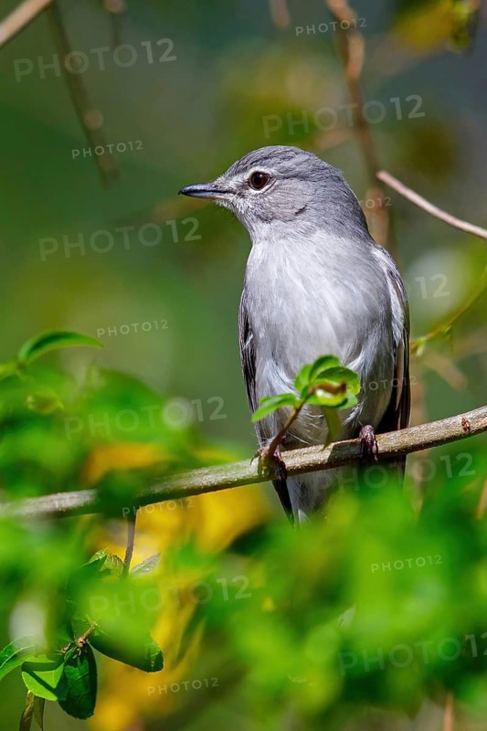 Hard-backed flycatcher, (Fraseria caerulescens), animals, birds, biotope, perch, iSimangaliso Wetland Park, St. Lucia, KwaZulu-Natal, South Africa
