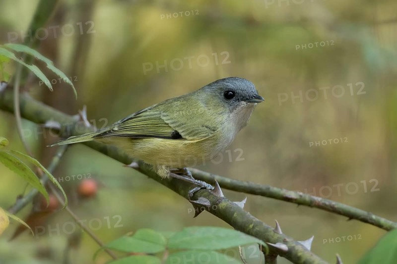 Green Shrike-babbler (Pteruthius xanthochlorus), Bhutan