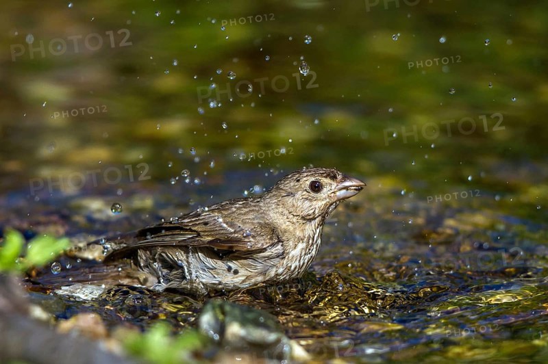 Common Rosefinch (Carpodacus erythrinus) bathing at waterhole, Mecklenburg-Western Pomerania, Germany