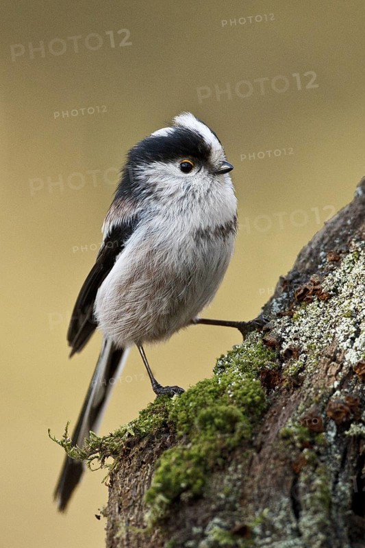 Long-tailed Tit (Aegithalos caudatus europaeus), Rhineland-Palatinate, Germany