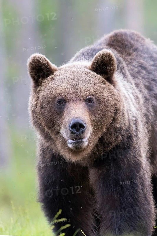 Brown bear (Ursus arctos) in the Finnish taiga, Kuusamo, Finland