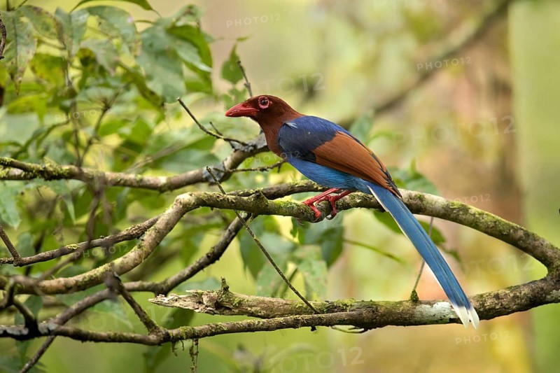 Sri Lanka Blue Magpie (Urocissa ornata) perched on a branch, Sinharaja National Park, Sri Lanka
