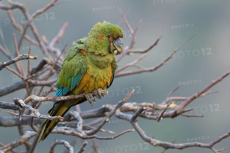 Red-fronted Macaw (Ara rubrogenys) juvenile perched on a branch, Bolivia