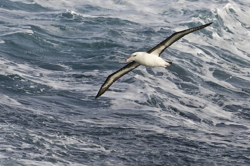 Black-browed Albatross (Thalassarche melanophris) flying, Antarctica