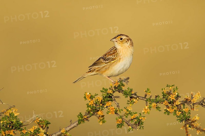 Grasshopper Sparrow Ammodramus savannarum Sonoita, Cochise County, Arizona, Unites States 17 May Adult Male Mountain Mahogany. Emberizidae