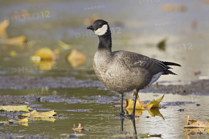 Cackling Goose (Branta hutchinsii), British Columbia, Canada