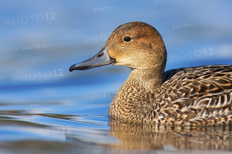 Northern Pintail (Anas acuta) female, British Columbia, Canada
