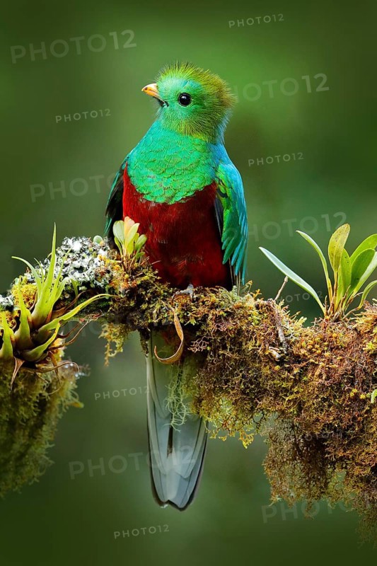 Quetzal, Pharomachrus mocinno, from nature Costa Rica with green forest. Magnificent sacred mistic green and red bird. Resplendent Quetzal in jungle habitat. Widlife scene from Costa Rica