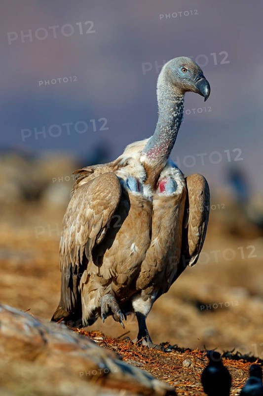 Cape Vulture, also cape griffon (Gyps coprotheres), Giant's Castle Hide, KwaZulu-Natal, South Africa