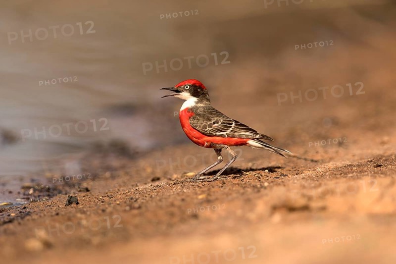 Crimson Chat (Epthianura tricolor) male perched on the ground, Victoria, Australia