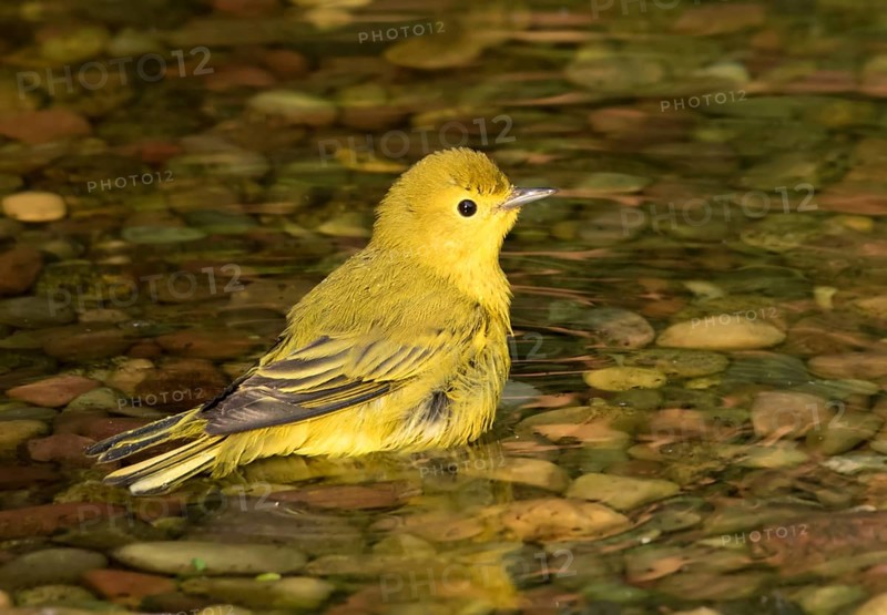 Yellow Warbler, Setophaga petechia, male, bathes in a backyard pond in Saskatoon, Saskatchewan