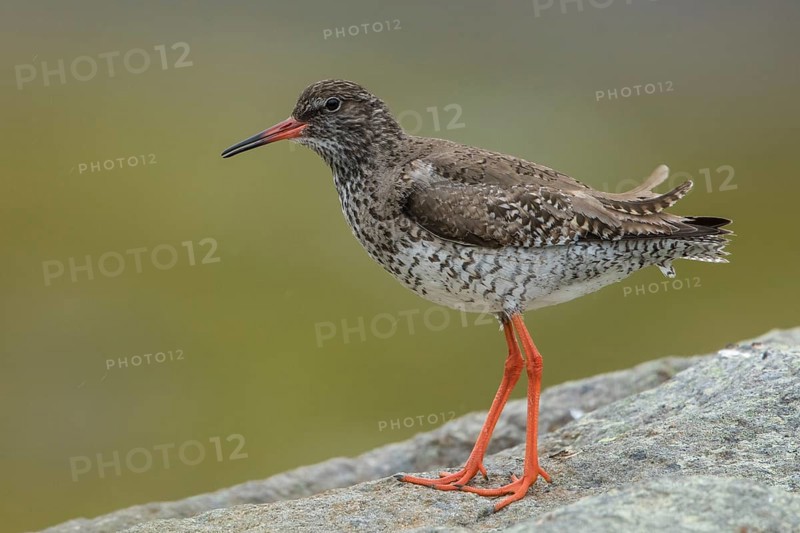 Common Redshank (Tringa totanus) perched on a rock, Iceland