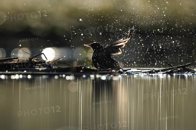 A common starling enjoys a refreshing bath, surrounded by sparkling droplets catching the sunlight in Puebla de BeleÃ±a, Spain