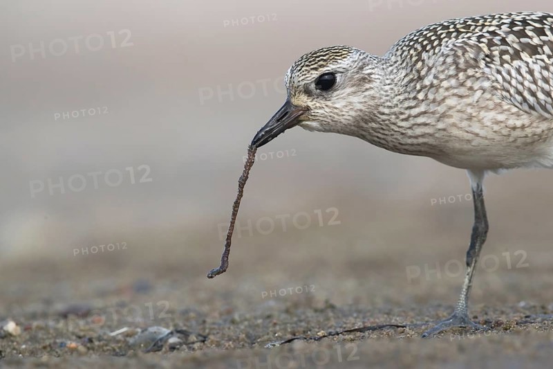 Grey Plover (Pluvialis squatarola) feeding on worm, Mecklenburg-Western Pomerania, Germany