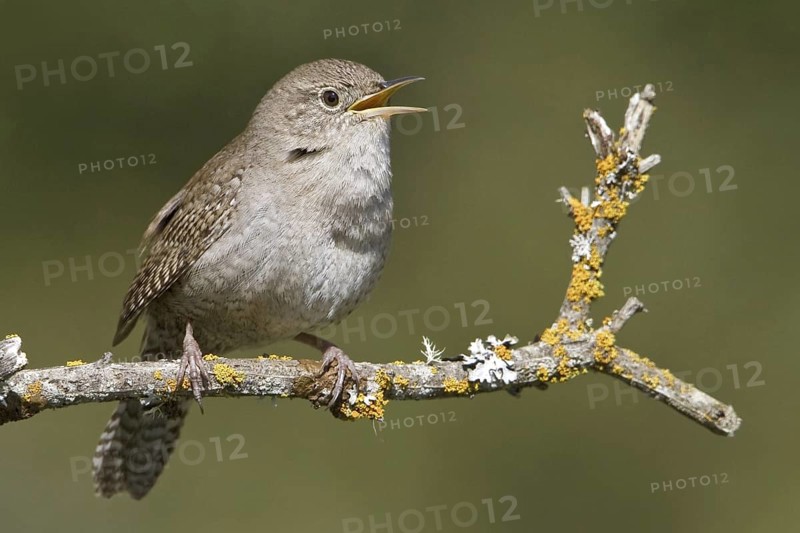 House Wren (Troglodytes aedon) singing, British Columbia, Canada