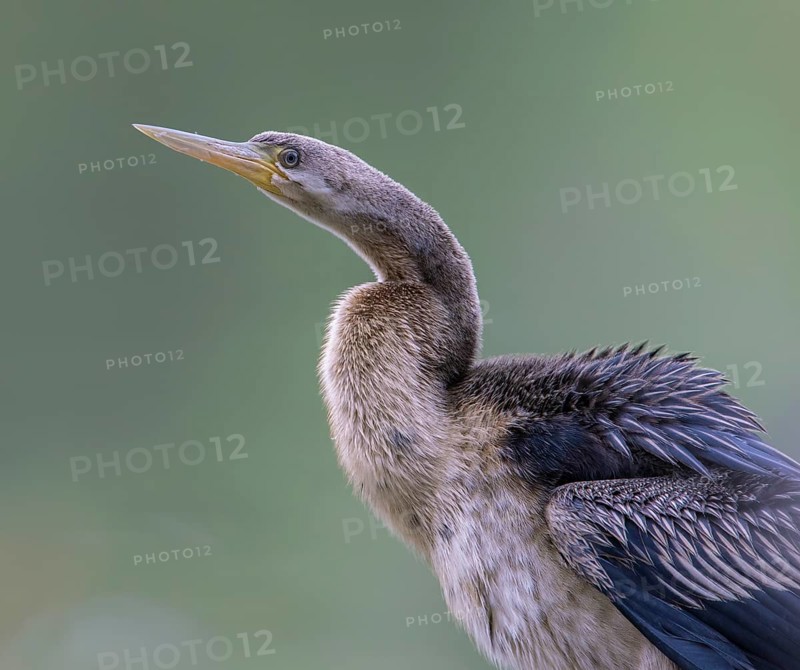 Australasian Darter (Anhinga novaehollandiae) Weibchen, Victoria, Australia