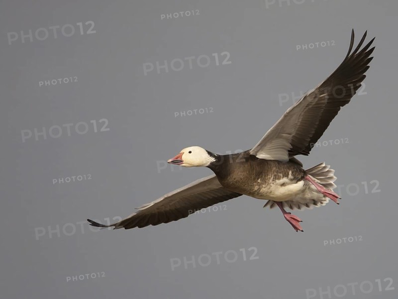 Snow Goose (Anser caerulescens) flying, California, USA