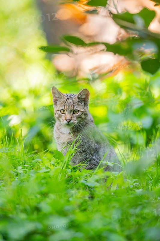 European wildcat (Felis silvestris silvestris) on a meadow, Hesse, Germany