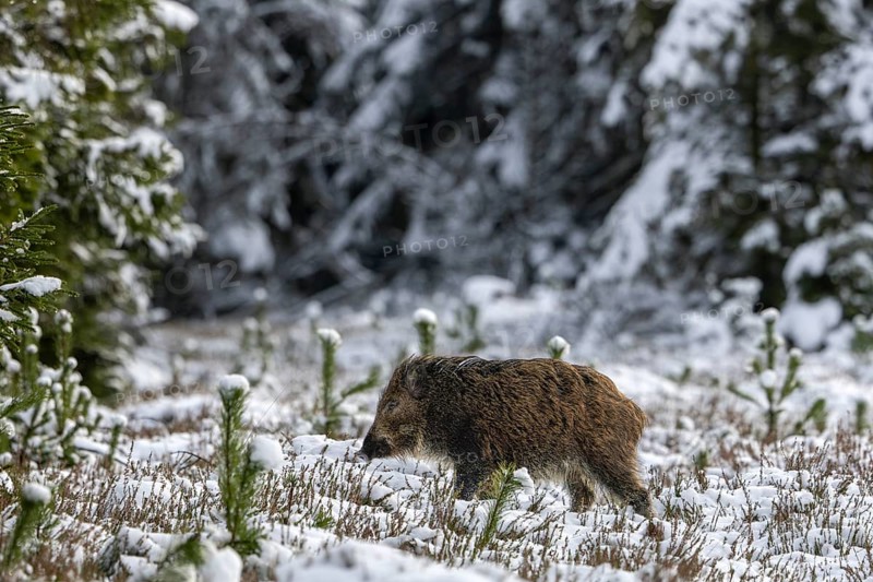 A few minutes after the wild boar (Sus scrofa), a first young boar follows across the snowy clearing, winter, snow, cold, baby animals, sweet, cute, November, Denmark