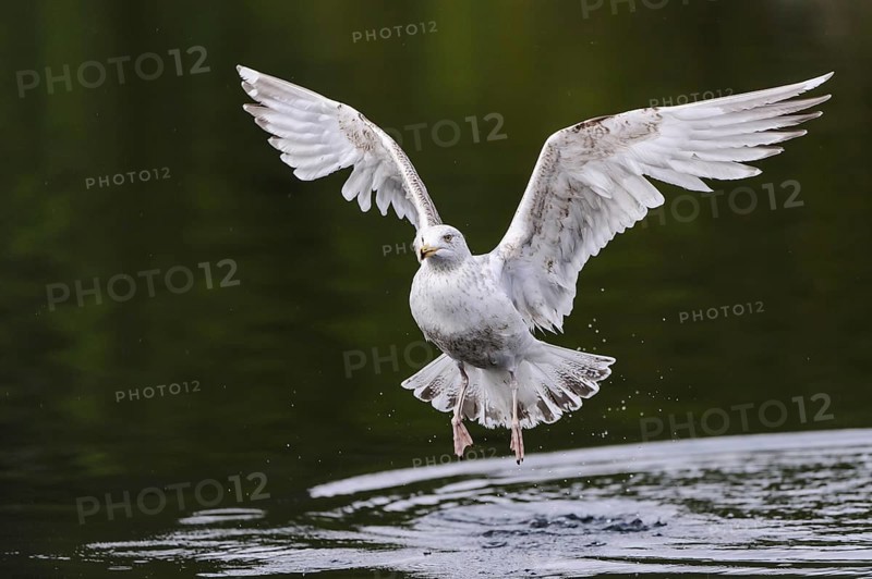 European Herring Gull (Larus argentatus) flying, Nord-Trondelag, Norway