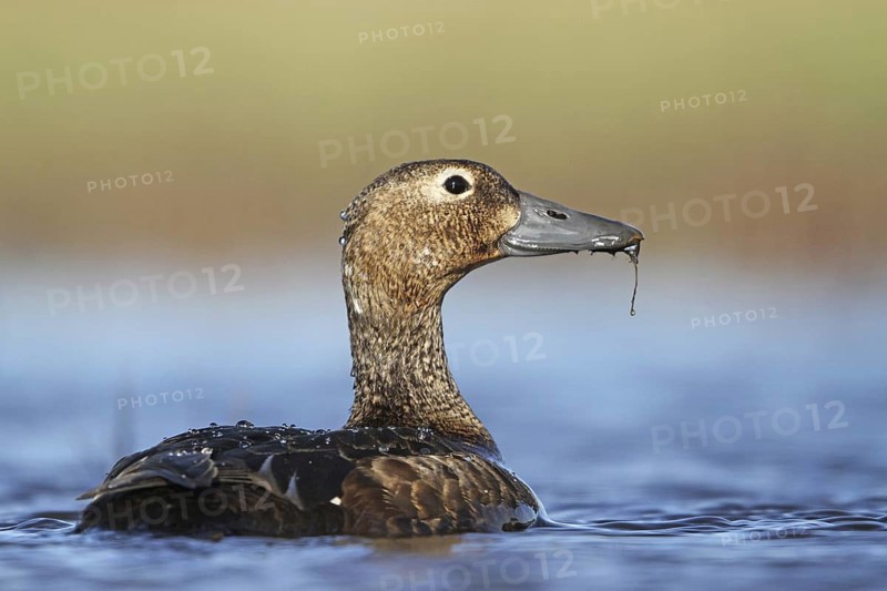 Steller's Eider (Polysticta stelleri) female, Alaska, USA