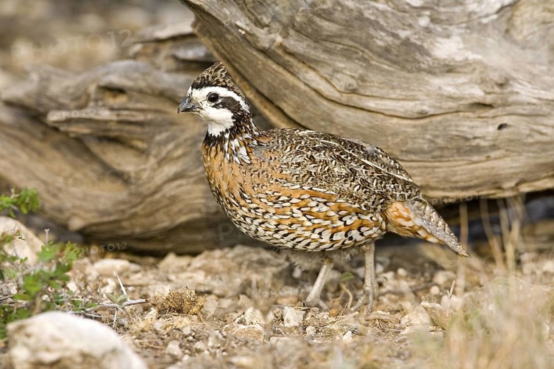 Northern Bobwhite Colinus virginianus Rio Grande City, Starr County, Texas, United States 31 March Adult Male Phasianidae