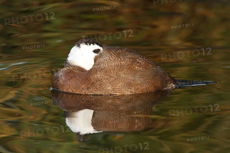 White-headed Duck (Oxyura leucocephala) male, North Rhine-Westphalia, Germany