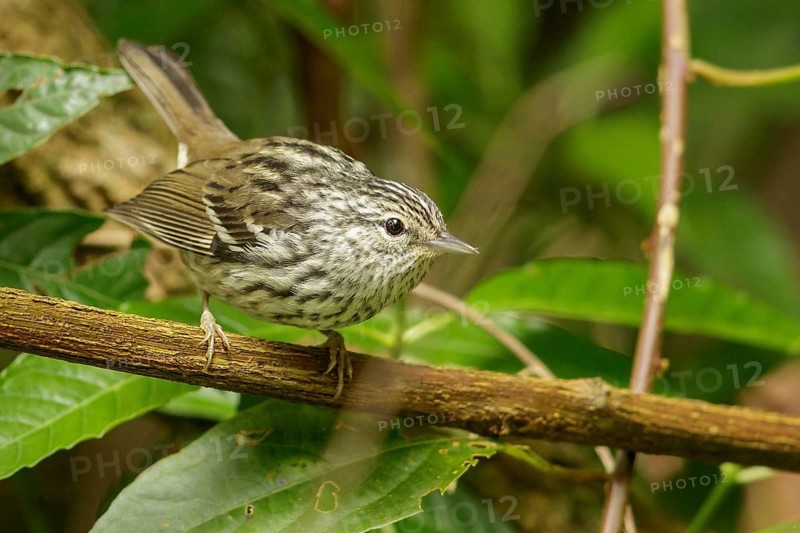 Arrowhead Warbler (Setophaga pharetra) perched on a branch in Jamaica in the Caribbean