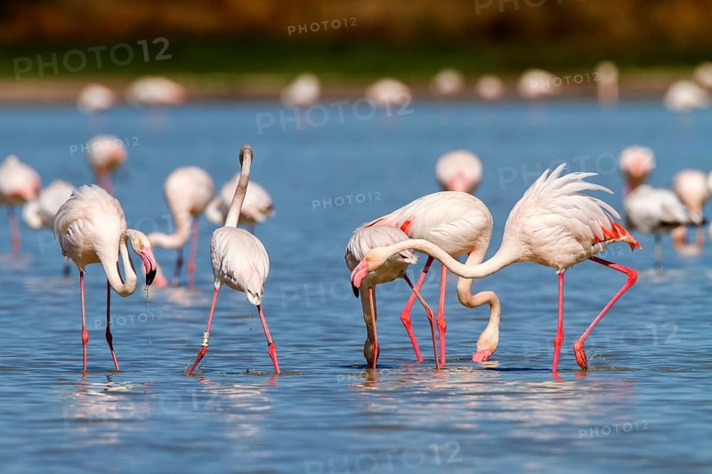 Greater Flamingo (Phoenicopterus roseus), Castile-La Mancha, Spain