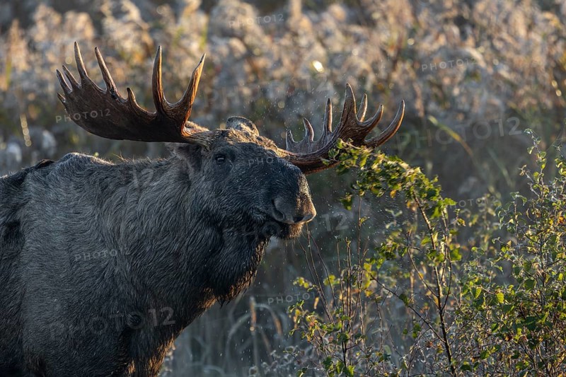 The moose shoveler (Alces alces) has slipped the birch branch out of its branch and as it snaps back, water droplets splash through the air, portrait, October, Denmark