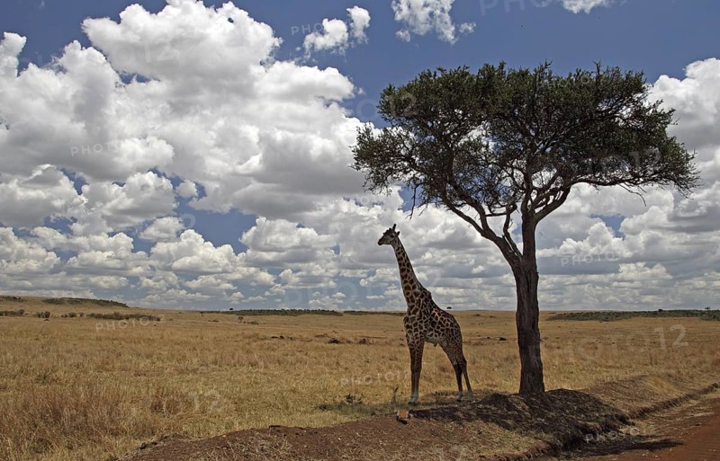 Masai Giraffe (Giraffa camelopardalis tippelskirchi) resting in shade of tree, Masai Mara, Kenya
