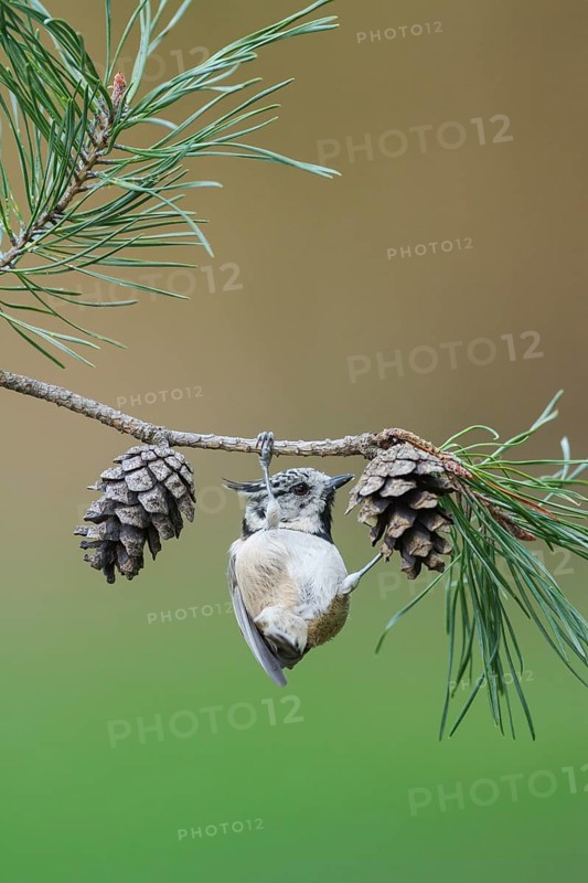 European Crested Tit (Lophophanes cristatus), Rhineland-Palatinate, Germany
