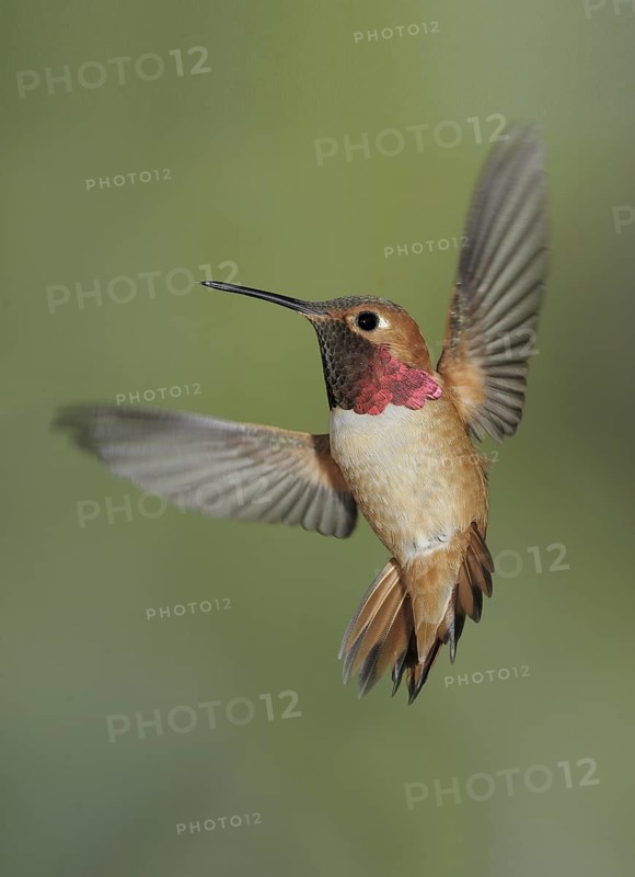 Rufous Hummingbird (Selasphorus rufus) male, British Columbia, Canada