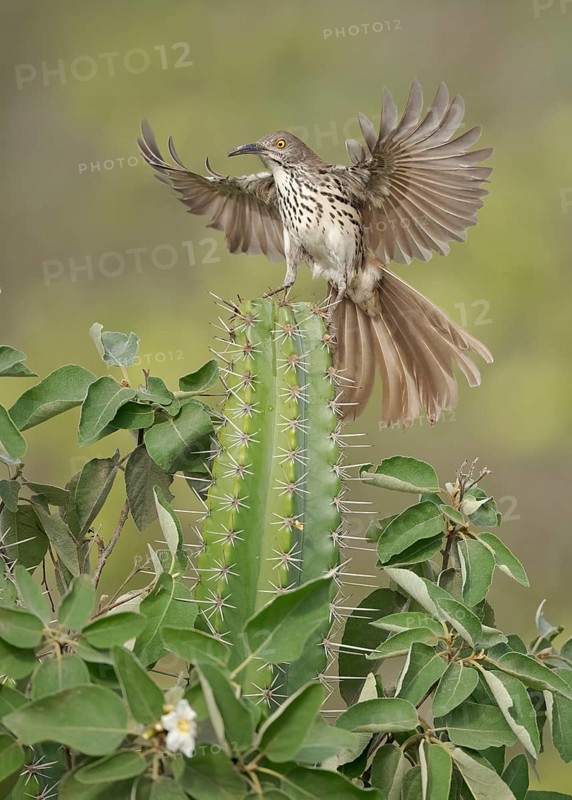 Long-billed Thrasher (Toxostoma longirostre) perched on a cactus, Texas, USA
