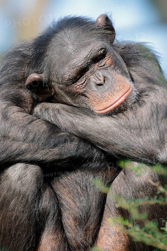 Chimpanzee (Pan troglodytes), female, captive, occurring in Africa, Malaysia