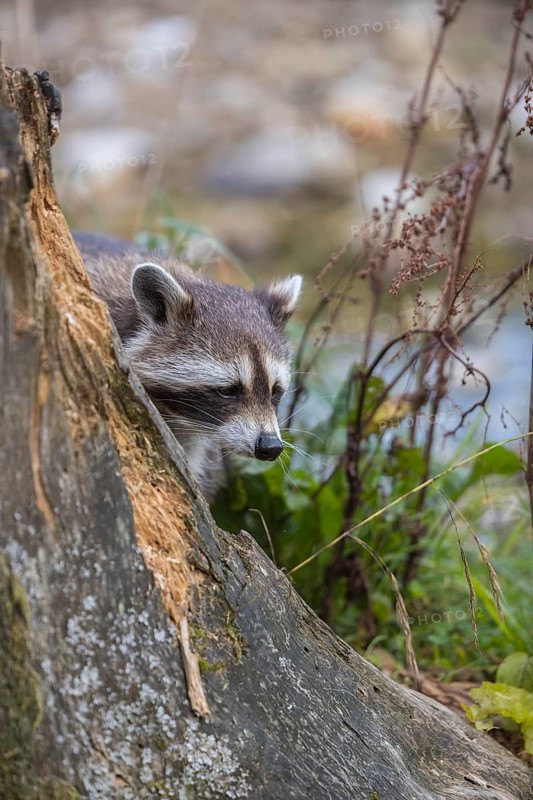 One Raccoon, procyon lotor, looking for food on a rotten tree stump