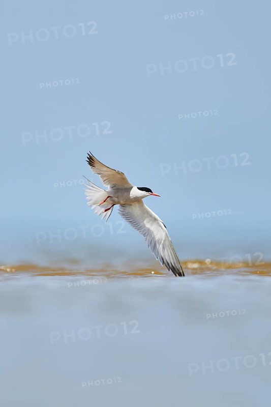 Elegant tern (Thalasseus elegans) flying in the sky above the sea, hunting, ebro delta, Catalonia, Spain