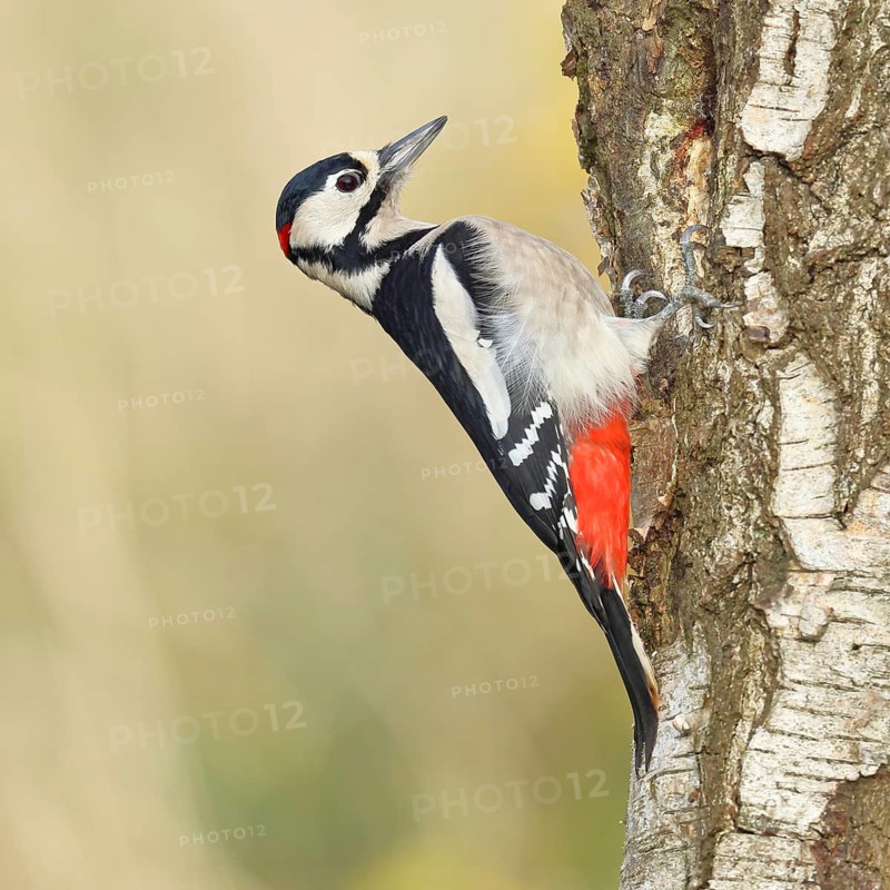 Great spotted woodpecker (Dendrocopus major), male, foraging on the trunk of a common birch (Betula pendula), wildlife, woodpeckers, nature photography, autumn, Wilnsdorf, North Rhine-Westphalia, Germany