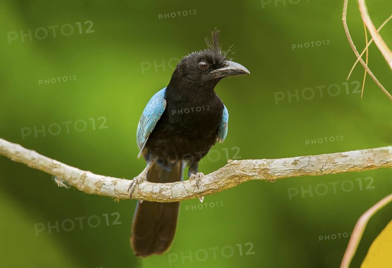 San Blas Jay Cyanocorax sanblasianus nelsoni El Tuito, Jalisco, Mexico 12 June Adult Corvidae