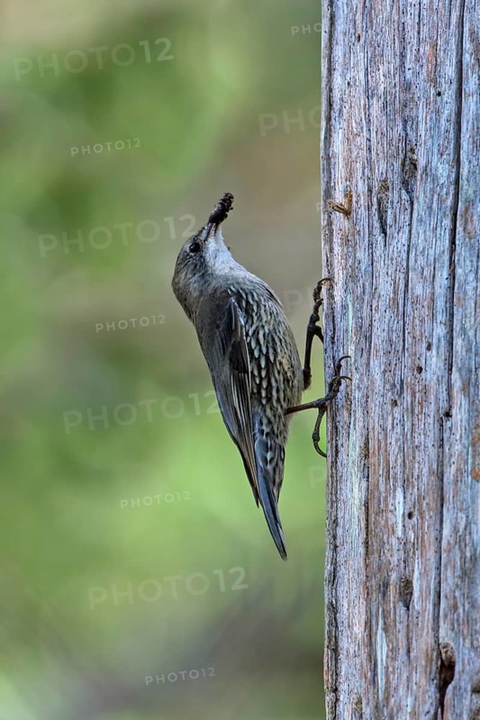 White-throated Treecreeper (Cormobates leucophaea) male, Australia