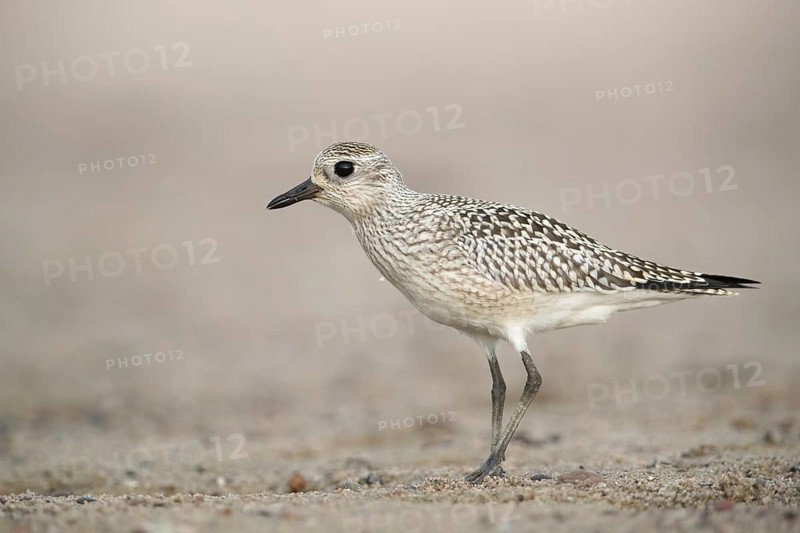 Grey Plover (Pluvialis squatarola), Mecklenburg-Western Pomerania, Germany