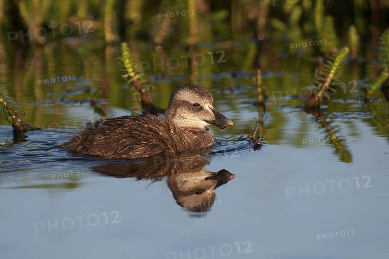 Common Eider (Somateria mollissima) juvenile, Iceland