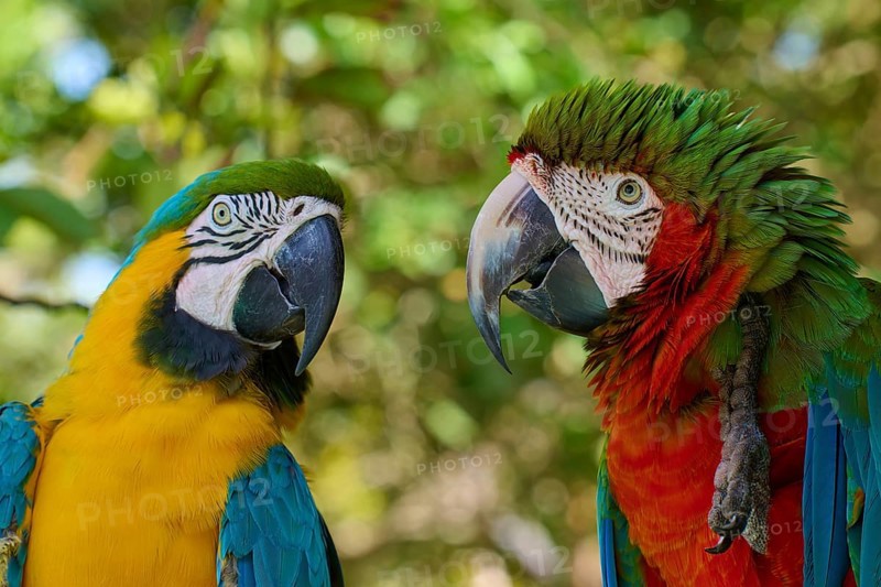 Two colourful parrots sitting side by side in a tropical environment, Dark-red Macaw (Ara chloroptera), Yellow-breasted Macaw (Ara ararauna), Orlando, Florida, USA