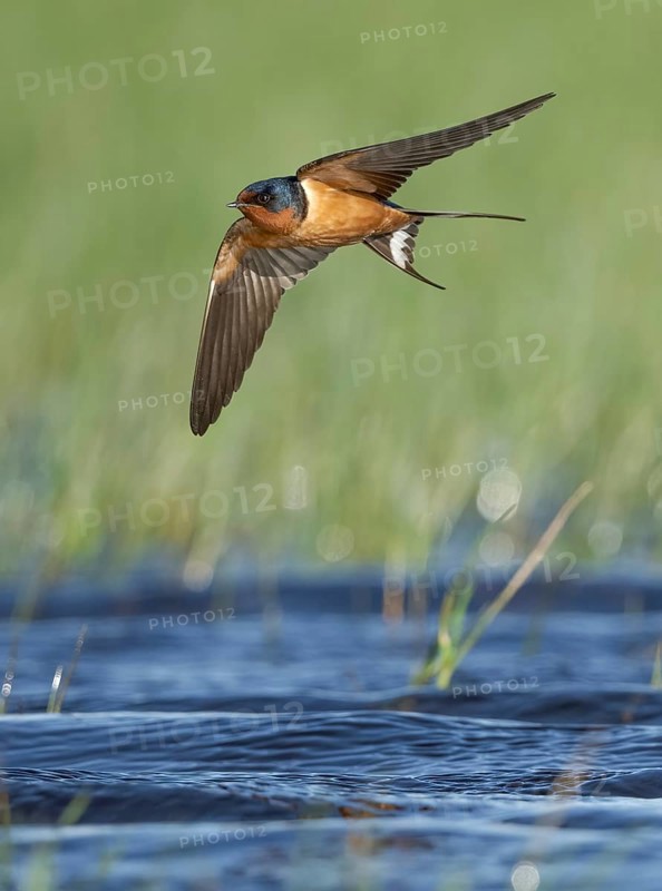 Barn Swallow (Hirundo rustica) flying, Texas, USA