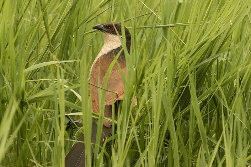 Senegal Coucal (Centropus senegalensis), Gambia