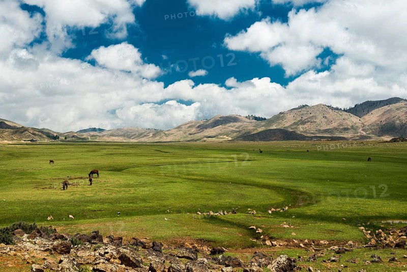 Plateau with horses and mules, near Ifrane, High Atlas, Morocco