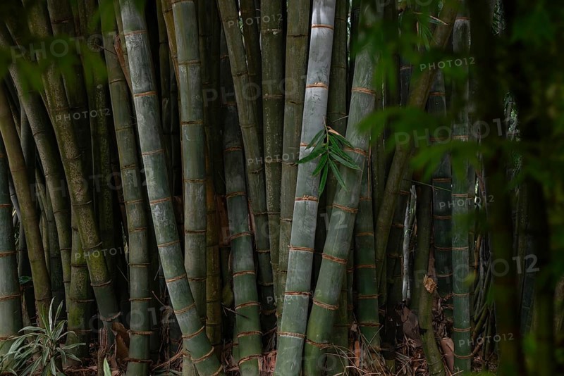 A dense bamboo grove located in the lush, serene forests of Sri Lanka. The tall green stalks and vibrant leaves create a tranquil and natural atmosphere