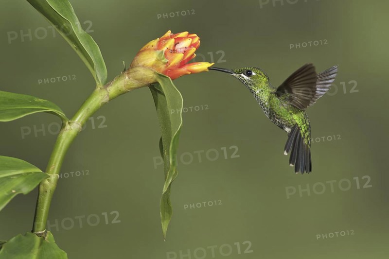 Green-crowned Brilliant (Heliodoxa jacula), Costa Rica