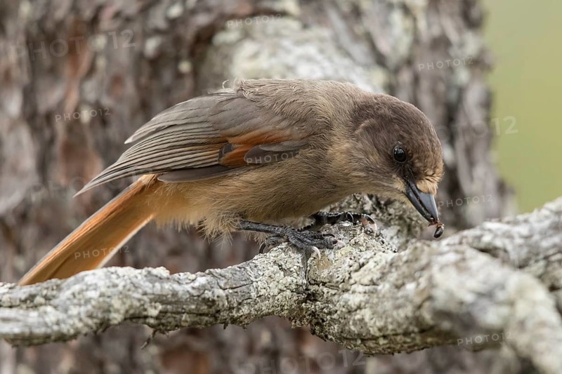 Siberian Jay (Perisoreus infaustus), Dalarna, Sweden